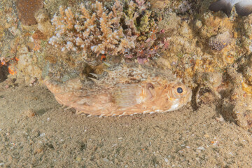 Fish swimming in the Red Sea, colorful fish, Eilat Israel

