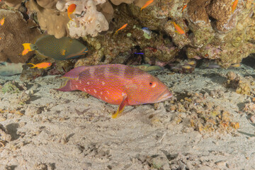 Obraz na płótnie Canvas Fish swimming in the Red Sea, colorful fish, Eilat Israel 