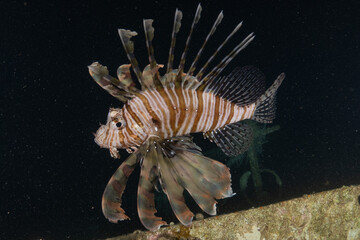 Lion fish in the Red Sea colorful fish, Eilat Israel
