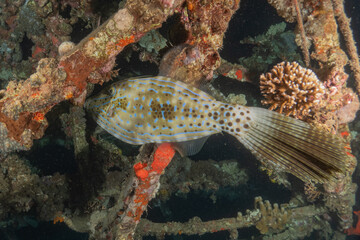 Fish swimming in the Red Sea, colorful fish, Eilat Israel
