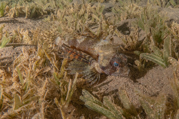 Fish swimming in the Red Sea, colorful fish, Eilat Israel
