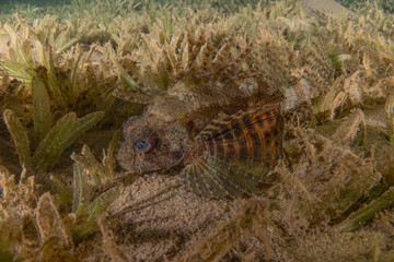 Lion fish in the Red Sea colorful fish, Eilat Israel
