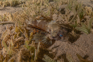 Lion fish in the Red Sea colorful fish, Eilat Israel
