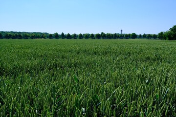 Getreidefeld mit Wasserturm im Hintergrund im Sommer