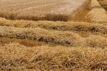 Fototapeta premium Getreidefeld im Sommer am Niederrhein