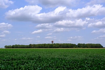 Getreidefeld mit Wasserturm im Hintergrund im Sommer