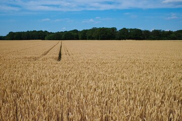 Getreidefeld mit Fahrspuren im Sommer am Niederrhein
