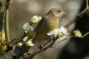 Verdier d'europe (chloris chloris --- carduelis chloris)