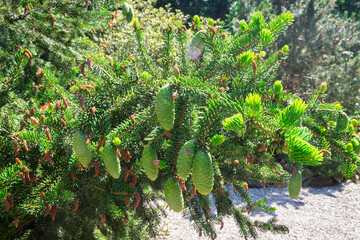 Green hanging cones of a tigertail spruce (Picea polita or Picea torano) in botanical garden...