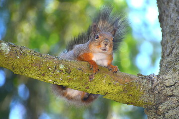 A red squirrel on the branch of a tree. The UK native red squirrels are now limited to certain areas like Anglesey parts of Scotland and northern England They have moved out to remote wilder locations