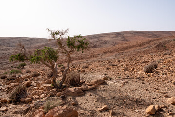 A tree surviving drought in the stone desert of the Anti-Atlas mountains, near Amtoudi
