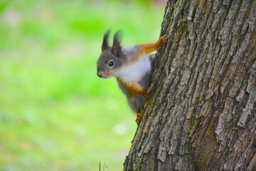Naklejka na ściany i meble Squirrel on a tree You can adopt a Brownsea Island red squirrel with the local Wildlife Trust You get adoption certificate professional photographs of the endangered squirrels a pin badge and soft toy