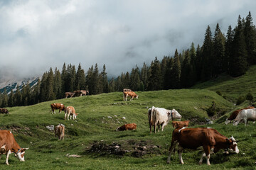 Fototapeta na wymiar cows on the meadow