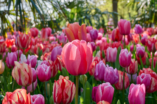 colorful mixed tulip field with backlight, with trees in the background