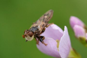 Myopa buccata