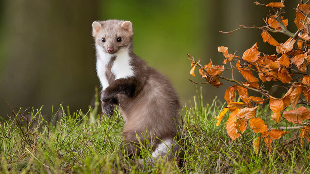 ferret on a grass
