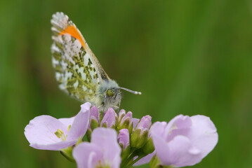 Aurore (anthocharis cardamines)