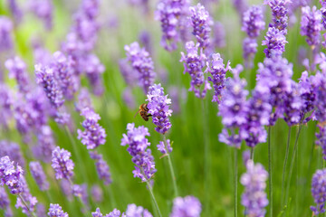 English Purple Lavendar with bee pollinating