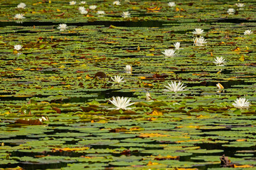 landscape in the Magnolia Springs State Park in Georgia
