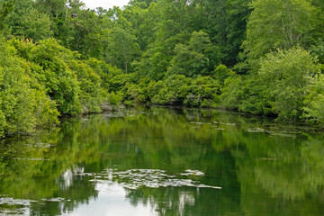 landscape in the Magnolia Springs State Park in Georgia