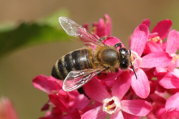 Abeille domestique (apis mellifera)