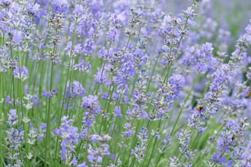 Blooming lavender with bees on blurred background of green grass
