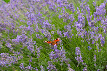 Blooming lavender with bright colored butterfly on blurred background of green grass