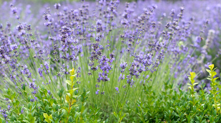 Blooming lavender on green grass with blurred background