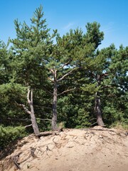 Sand dunes in Zahorie, Slovakia