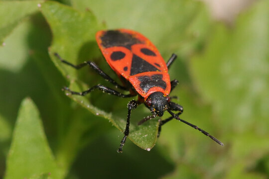 Gendarme (pyrrhocoris apterus)