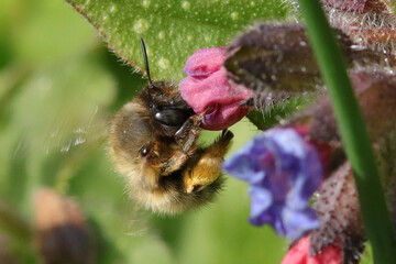 Anthophore plumeuse (anthophora plumipes)