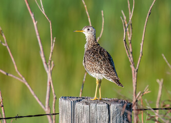 A beautiful Upland Sandpiper perched on an old weathered fencepost in the northern Nebraska prairies.