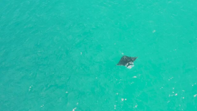 vue a&eacute;rienne de raies mantas &eacute;voluant dans leur milieu naturelle