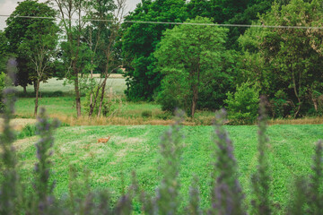 Sarna pasie się na polu © Katarzyna