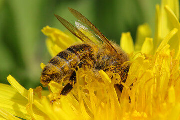 Abeille domestique --- Abeille mellifère (Apis mellifera)