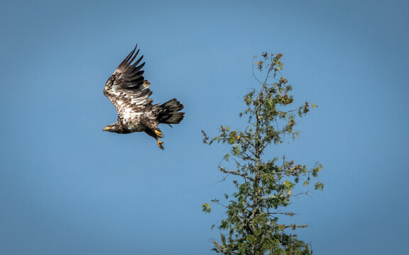 Eagle above the Trees on West Bearskin Lake, Grand Marais, Minnesota