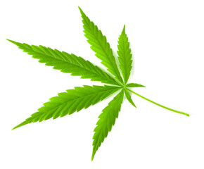 Green fresh hemp leaf, big fresh organic hemp leaf, marijuana, isolated on white background.