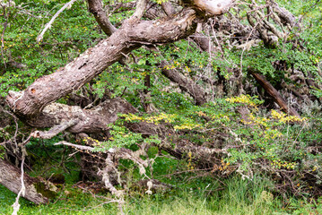 Dense vegetation in the forest of Tierra del Fuego National Park, Ushuaia