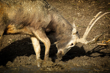 David deer in the wallow - 621617520