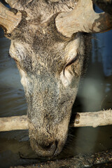 Deer portrait in nature - 621617524