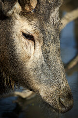 Deer portrait in nature - 621617526