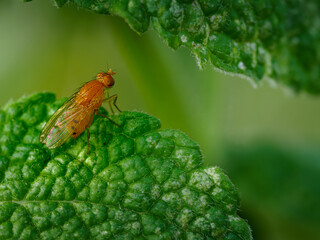 Drosophila melanogaster, mosca de la fruta