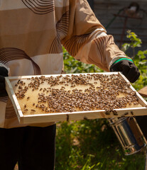 The beekeeper collects honey. The concept of beekeeping. A beekeeper holding a honey hive with bees in his hands. Beekeeping