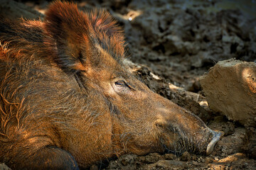 Brown wild boar sleeping in the outdoors nature. Boar face head portrait from the side