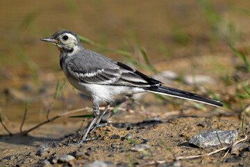 young White wagtail // junge Bachstelze (Motacilla alba) 