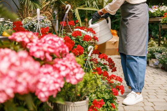 Close up of woman florist taking care of plant watering it in floral shop. High quality photo