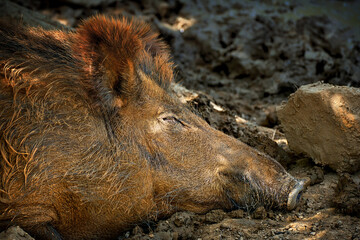 Brown wild boar sleeping in the outdoors nature. Boar face head portrait from the side