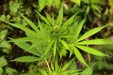 Agricultural Hemp Grows In The Countryside