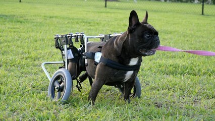 Cute dark French Bulldog with disability enjoying outdoor walk on fresh green grass using special wheelchair. Support for lovely pet after injury
