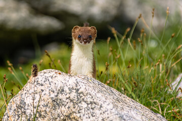 Ein Hermelin präsentiert sich am Nägelisgrätli auf 2650 Metern über Meer